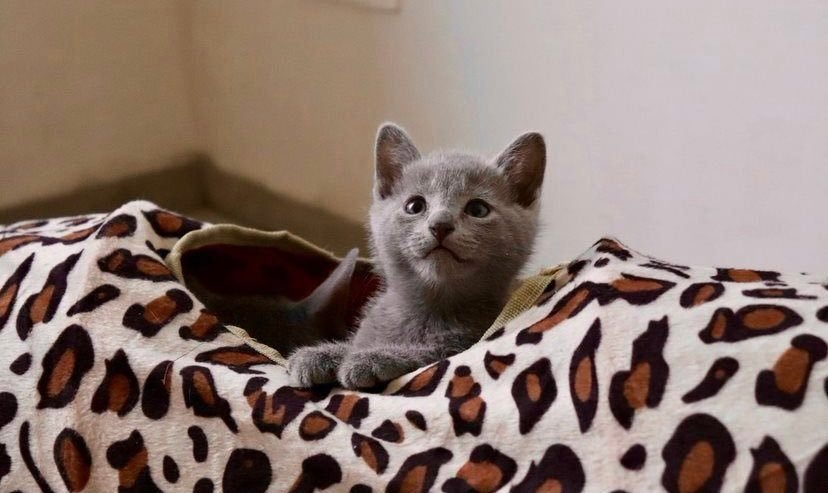 Blauwe rus kitten met stamboom, Animaux & Accessoires, Chats & Chatons | Chats de race | Poil ras, Chat, 0 à 2 ans, Avec pedigree