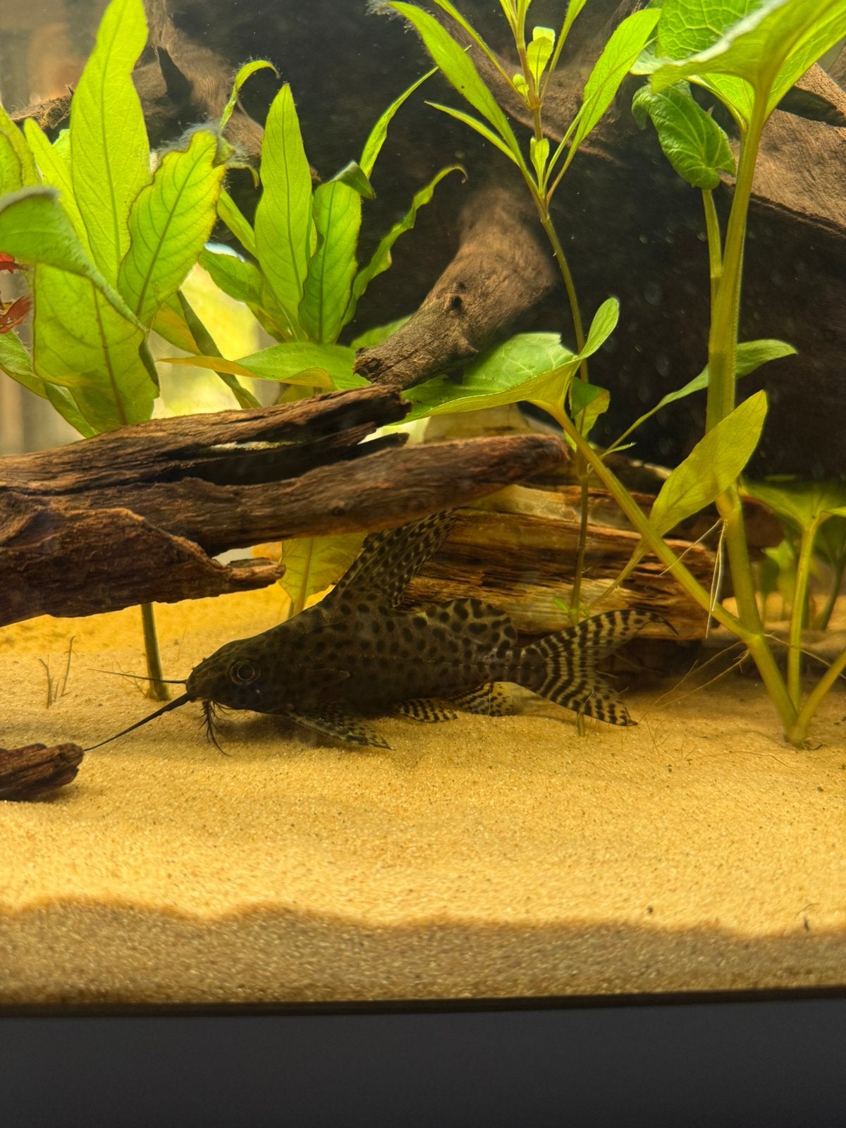 Synodontis eupterus, Vis, Zoetwatervis