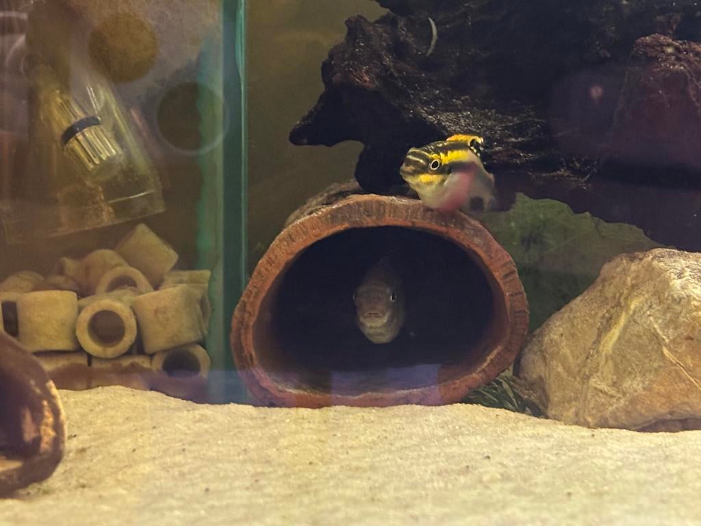 Bewezen jong koppel Kersebuikjes, Vis, Zoetwatervis