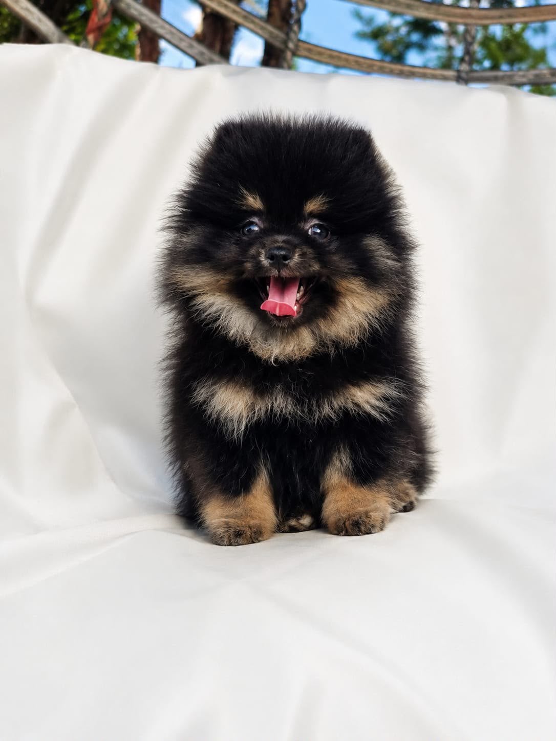 Prachtige mini Pomeriaan pups ( bear face), Parvo, België, Particulier, Keeshond