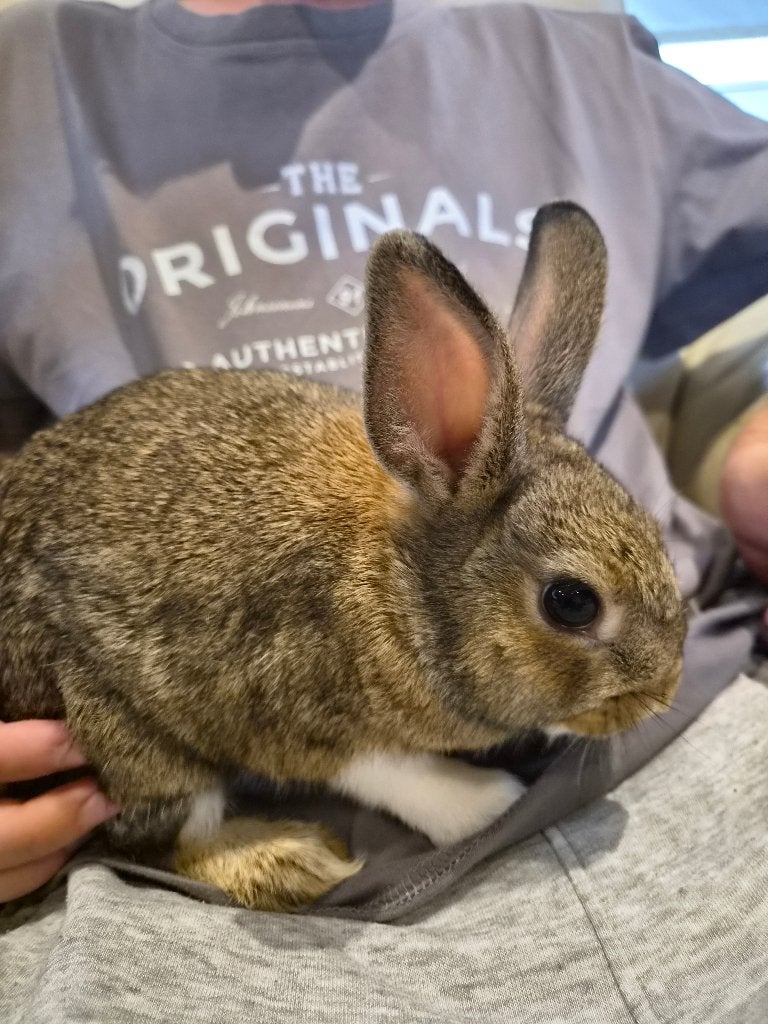 Dwergkonijn, Dieren en Toebehoren, Konijnen, Vrouwelijk, Dwerg, 0 tot 2 jaar