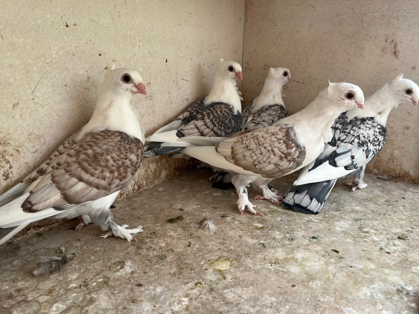 Oud oosterse meeuwtjs, Dieren en Toebehoren, Meerdere dieren, Overige soorten