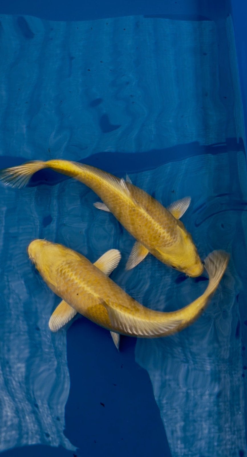 Yamabuki van Sakazume, Dieren en Toebehoren, Vissen | Vijvervissen, Karper of Koi