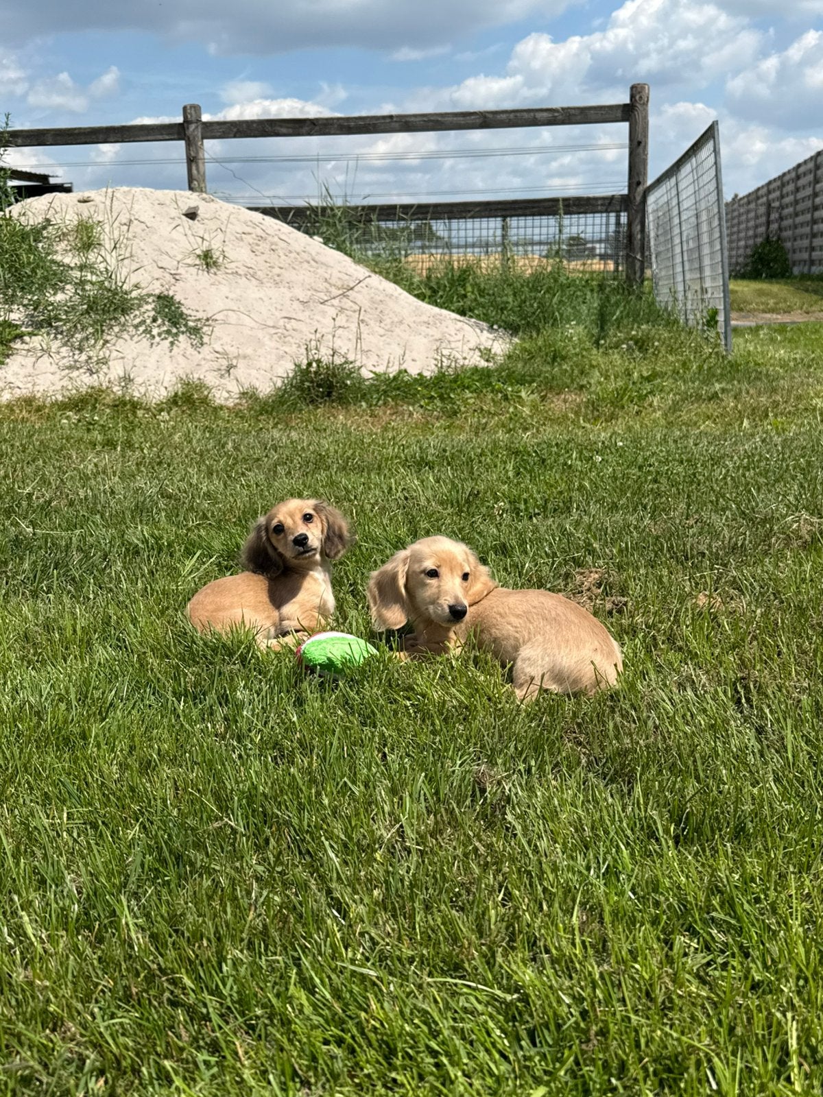 Prachtige (shaded) cream kaninchen teckel pups, Dieren en Toebehoren, Kaninchen, Parvo, België, 8 tot 15 weken