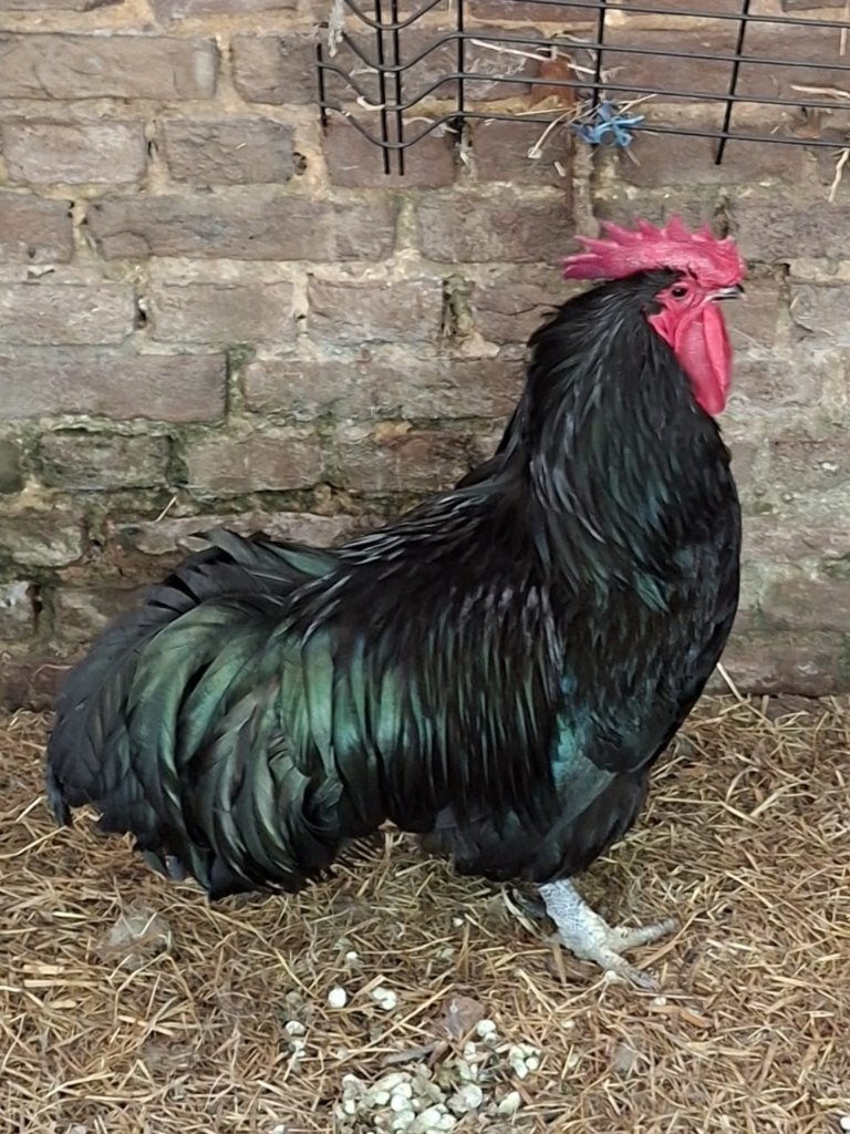 Mooie haan gratis af te halen, Dieren en Toebehoren, Mannelijk, Kip
