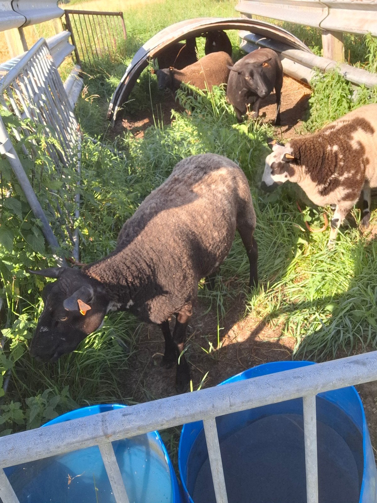 Ooien, Dieren en Toebehoren, Schapen, Geiten en Varkens