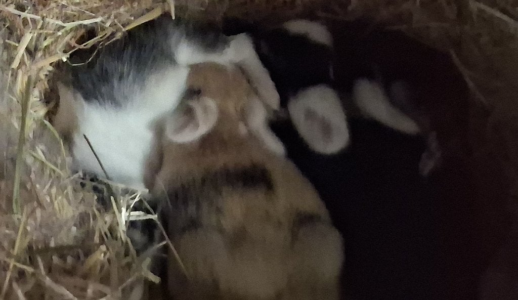 dwergkonijn, Meerdere dieren, Dwerg, Hangoor, 0 tot 2 jaar