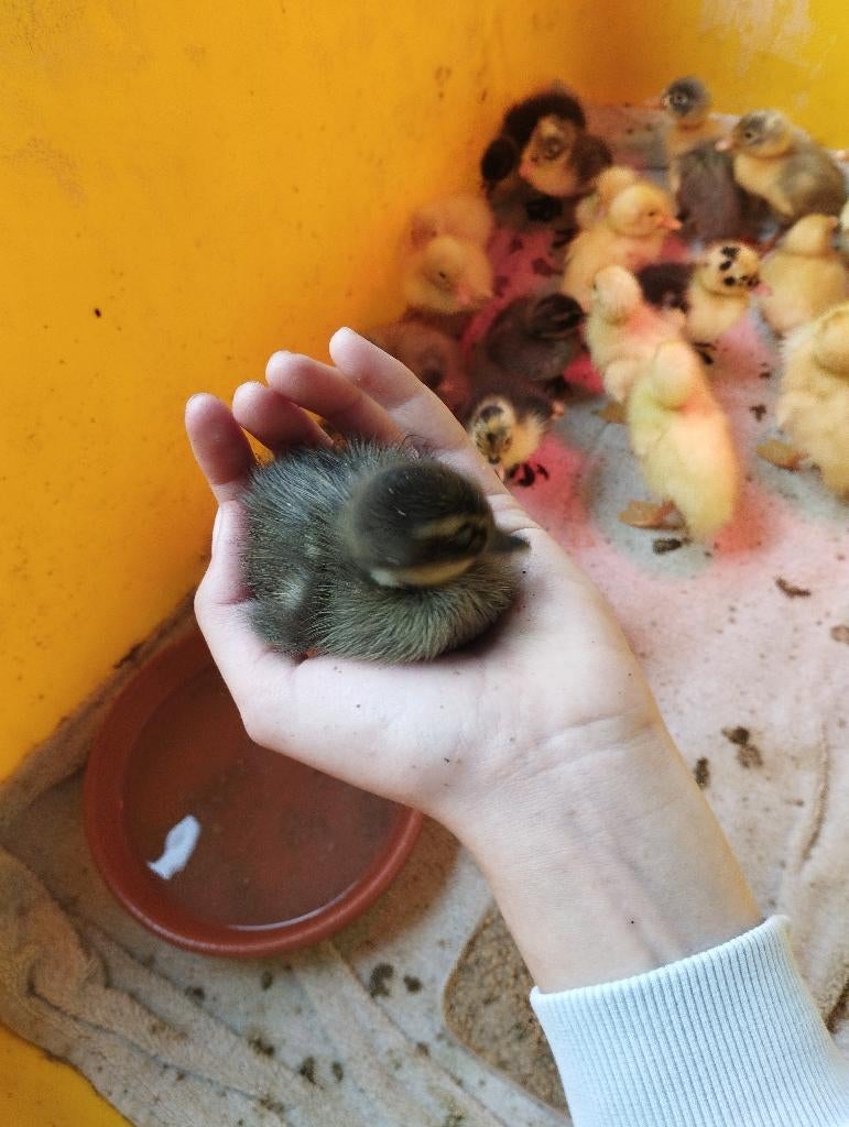 Indische loopeend kuikens, Dieren en Toebehoren, Meerdere dieren, Eend