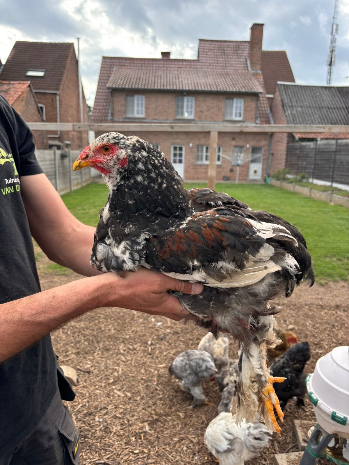 Brahma porselein - haan, Dieren en Toebehoren, Mannelijk, Kip
