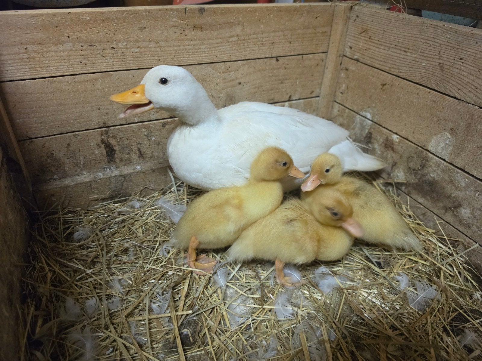 De vraies Canard appelant hollandais