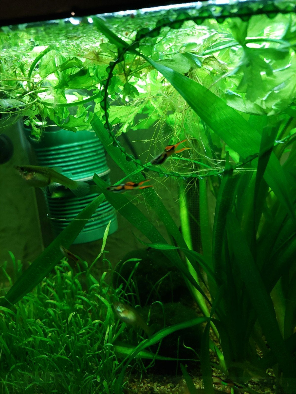 Endlers, Dieren en Toebehoren