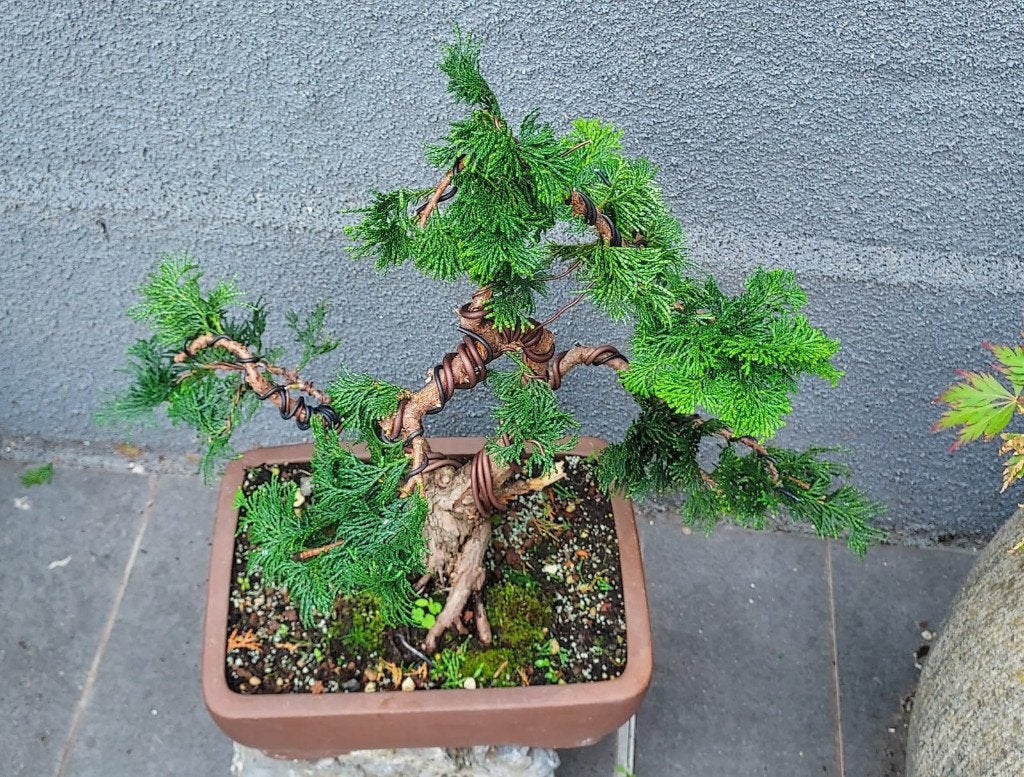 Japanse dwergcipres bonsai, Tuin en Terras, Ophalen of Verzenden