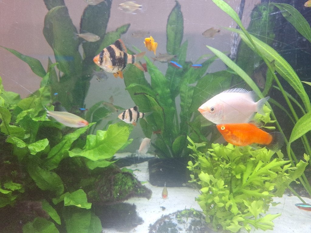 Poissons deau douce, Animaux & Accessoires, Poisson, Poisson d'eau douce