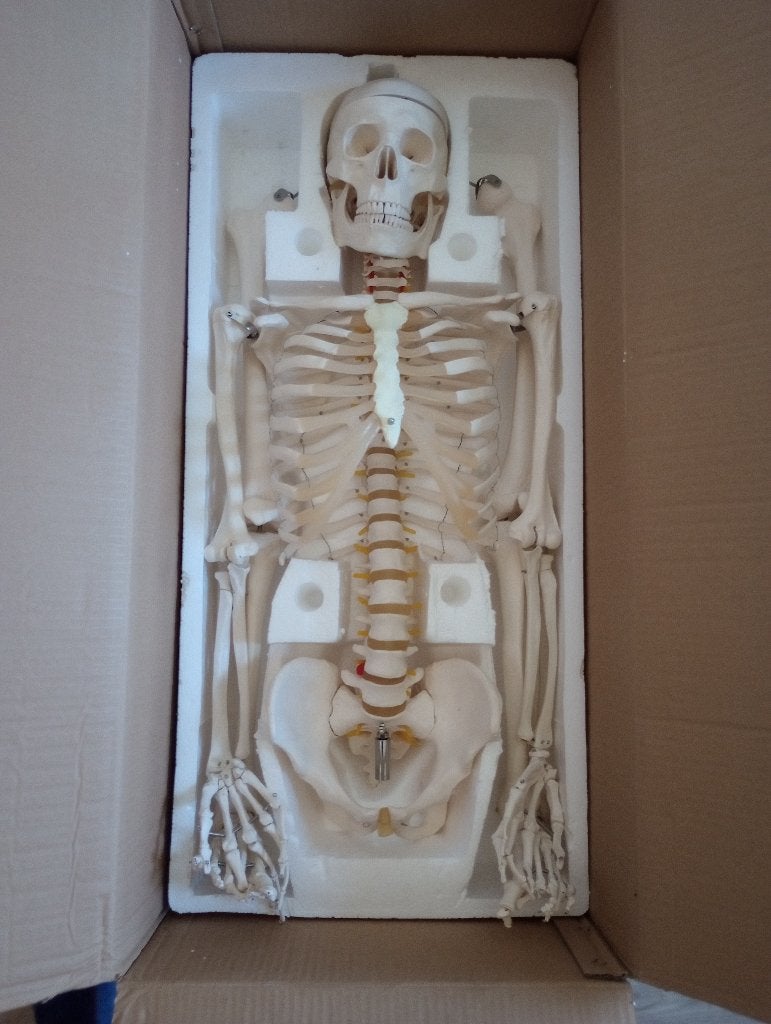 Anatomisch skelet, Diversen, Ophalen of Verzenden, Zo goed als nieuw