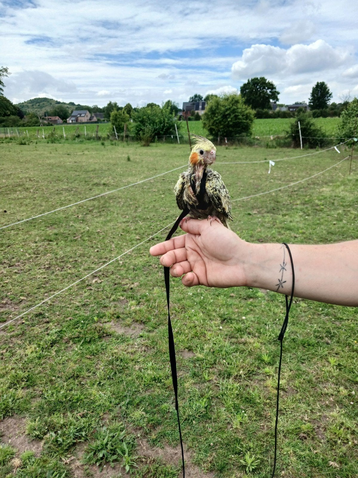 Valkparkieten super super tam, Dieren en Toebehoren, Meerdere dieren, Parkiet, Tam
