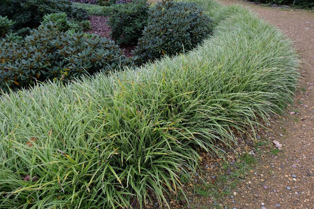Carex morrowii 'Ice dance', Tuin en Terras, Planten | Tuinplanten, Ophalen, Vaste plant, Siergrassen, Halfschaduw