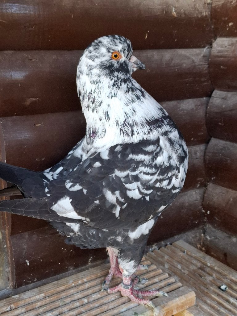 KING pigeons, Animaux & Accessoires, Mâle, Autres espèces