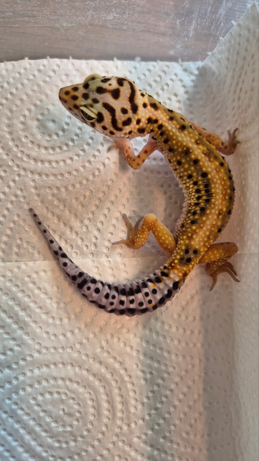 Jeune léopard Gecko à rayures audacieuses, Animaux & Accessoires, Reptiles & Amphibiens, Lézard, 0 à 2 ans, Domestique