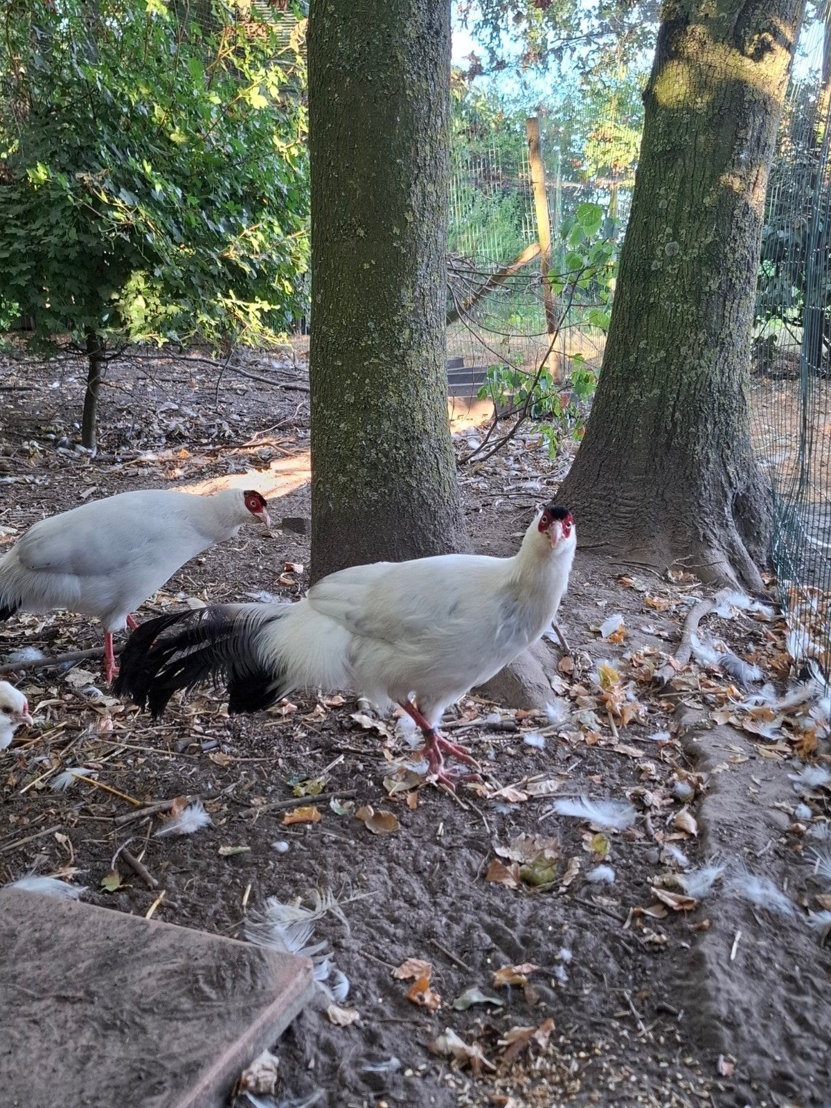 witte oorfazant kweekkoppel, Dieren en Toebehoren