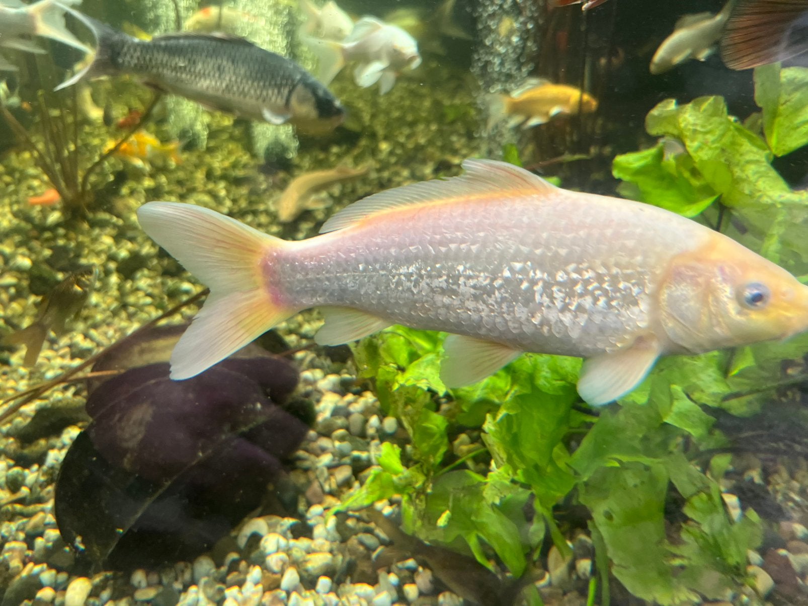 Heel mooie ginrin karashigoi, Dieren en Toebehoren