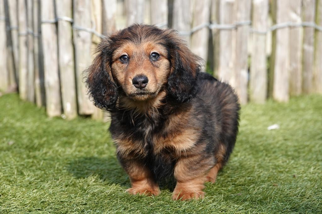 Superbes chiots teckels nains à poil long (100% belges), 15 semaines à 1 an, Éleveur | Professionnel, Poils longs, Plusieurs