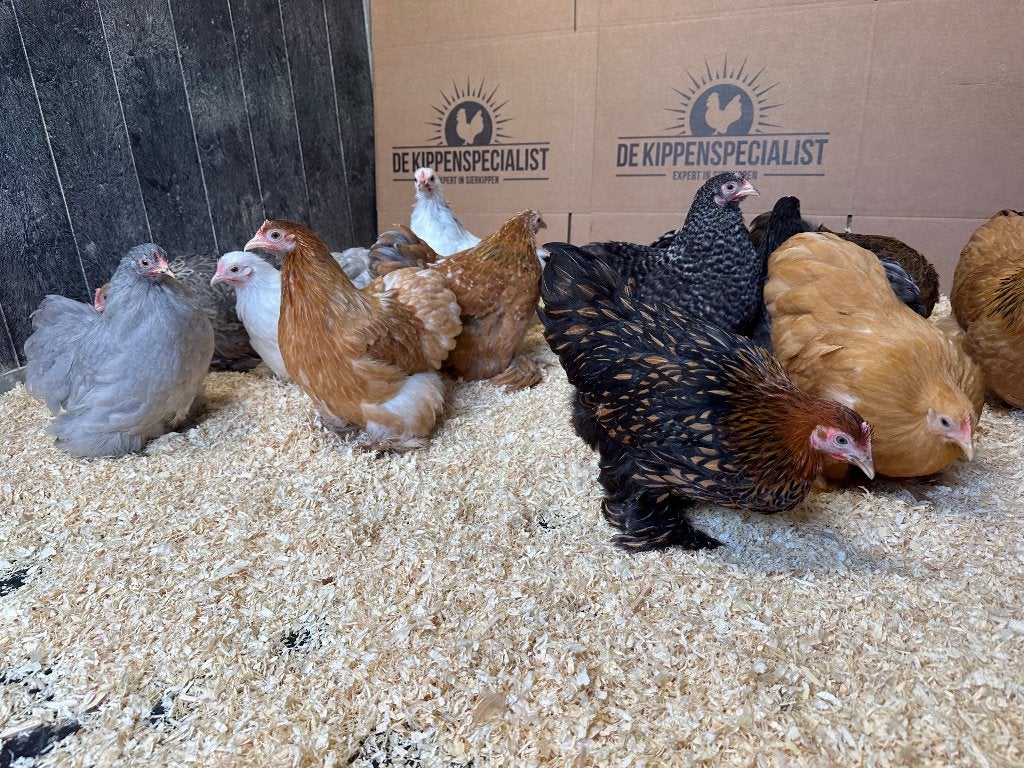 Cochin kriel kippen verschillende kleuren, gesekst + ingeënt, Femelle, Poule ou poulet
