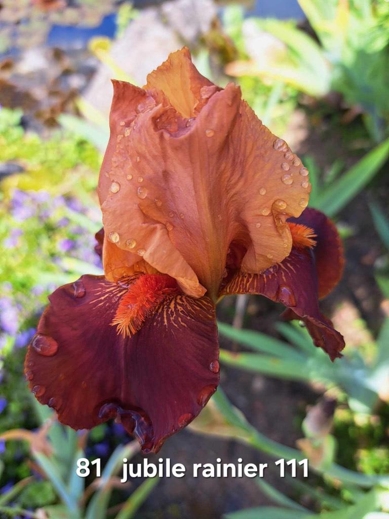 Boutures d'Iris Germanica, Autres espèces, Printemps, Plein soleil, Enlèvement