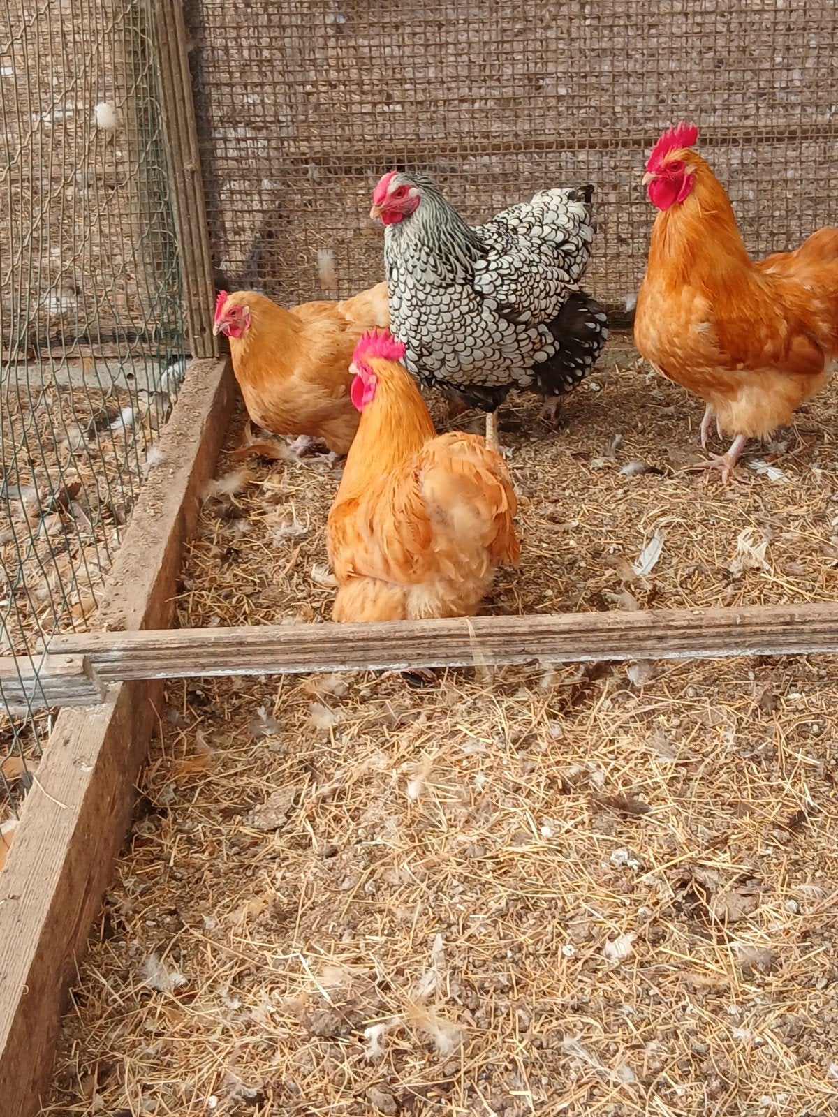 Orpington buff :  krielen en  kuiken ervan, Dieren en Toebehoren, Meerdere dieren, Kip