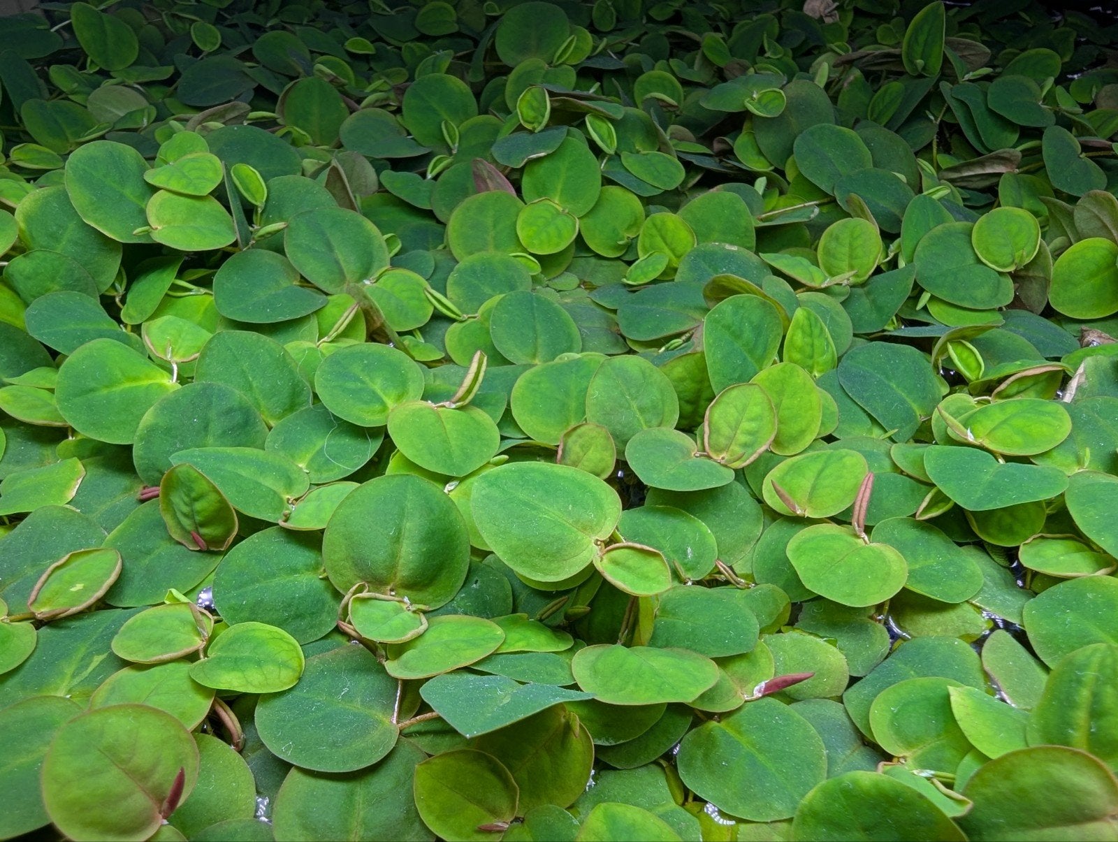 Red Root Floaters (Phyllanthus fluitans) aquarium planten, Dieren en Toebehoren, Ophalen, Nieuw, Plant(en), Steen of Hout