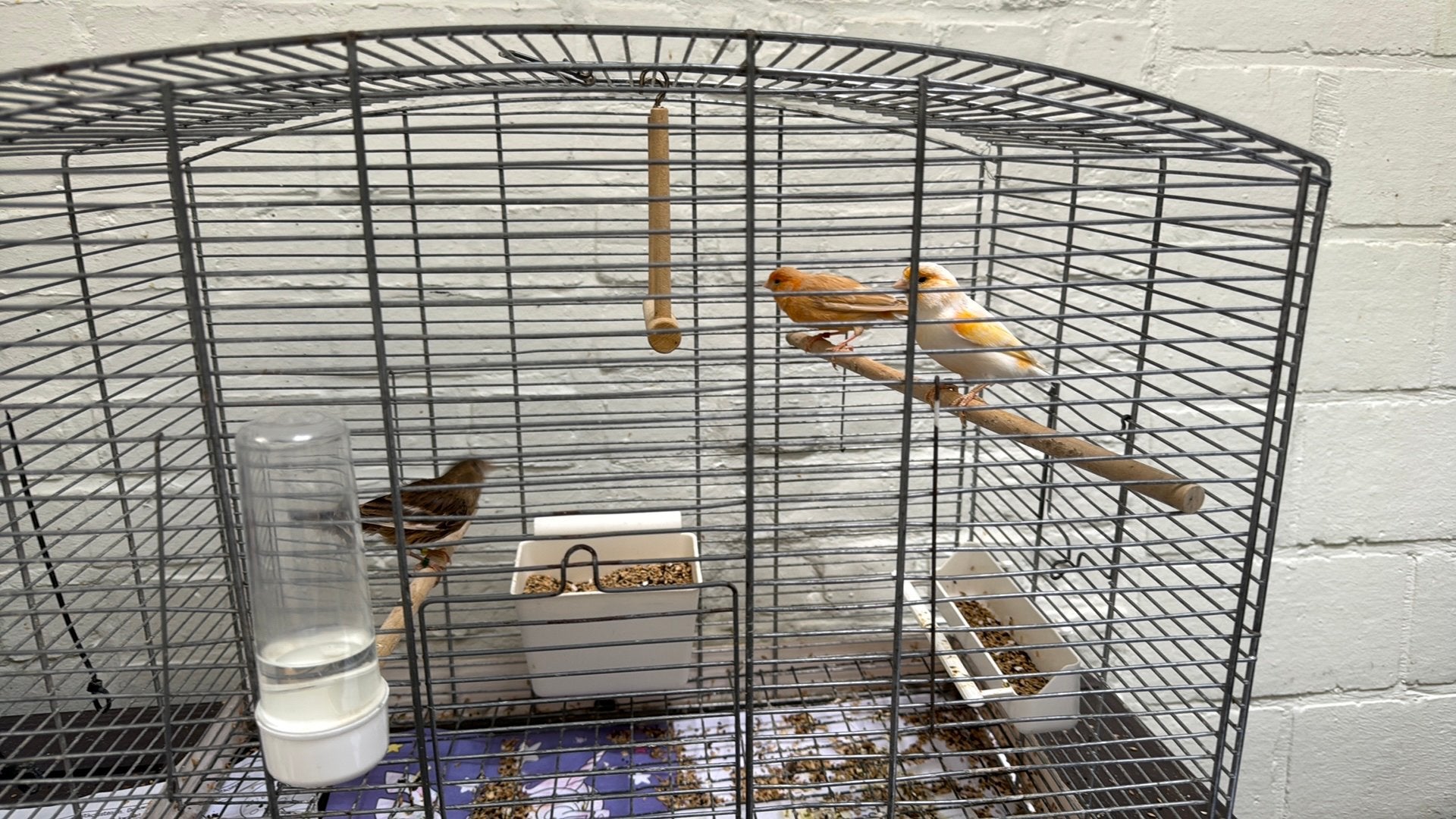 3 kanaries, Dieren en Toebehoren, Meerdere dieren