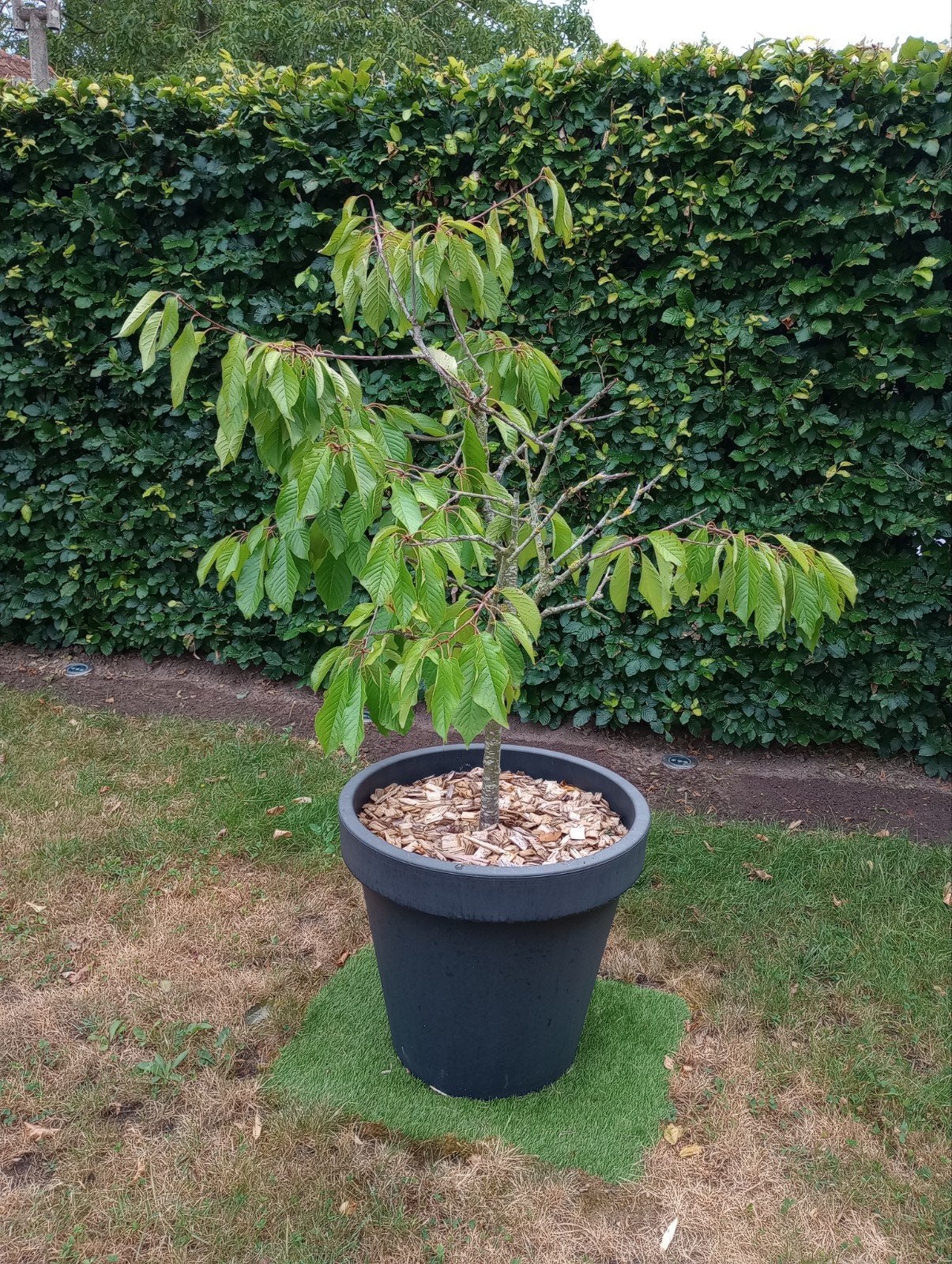 kersenboompje in pot, Tuin en Terras, Ophalen, In pot