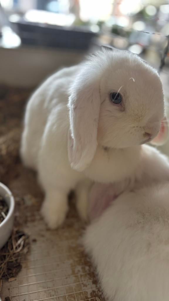 Minilop Moer heeft 1 nestje reeds gedragen (net 2 jaar oud), Dieren en Toebehoren, Konijnen, Vrouwelijk, Klein, 0 tot 2 jaar