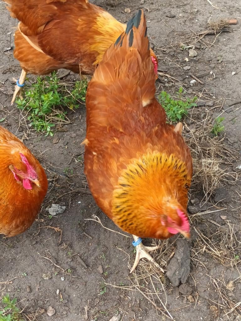 broedeieren new hampshire, Poule ou poulet