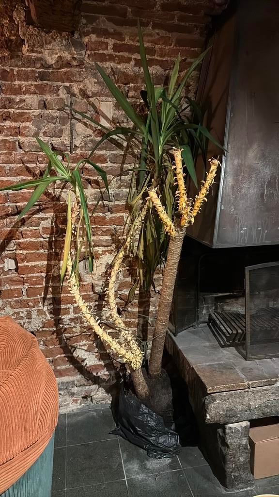 Grote Yuca plant, Enlèvement