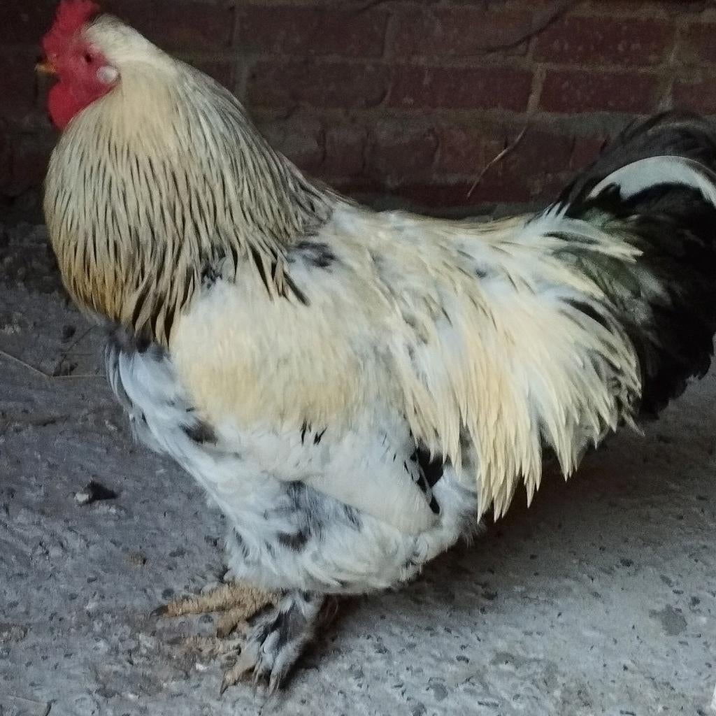 Brahma haan 2025, Ophalen