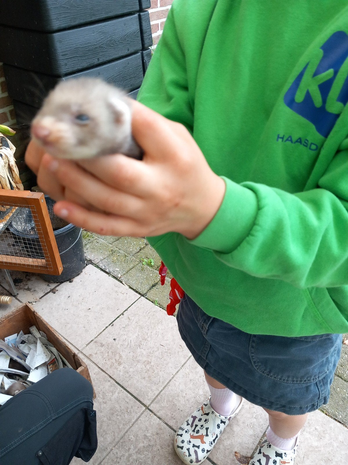 Frettenpups, Dieren en Toebehoren, Mei