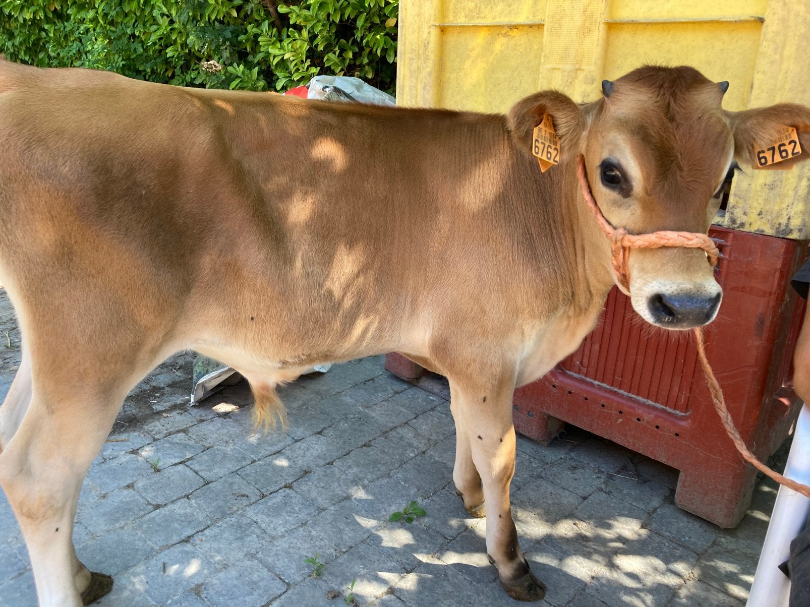 Jersey stier te koop, Animaux & Accessoires, Bovins