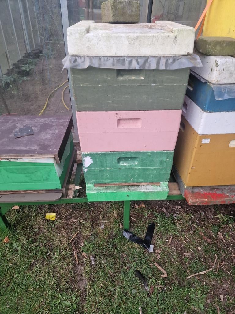 Carnika 2025 F1 rustige bijen, Bijen