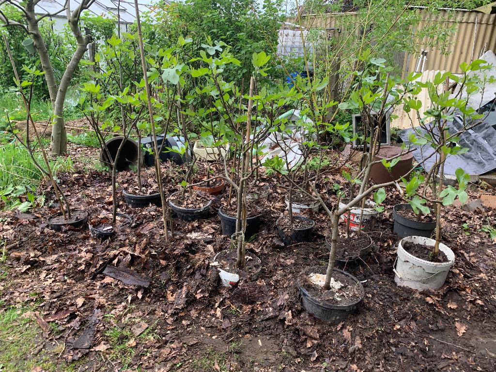 vijgenbomen Ficus carica, Enlèvement, En pot