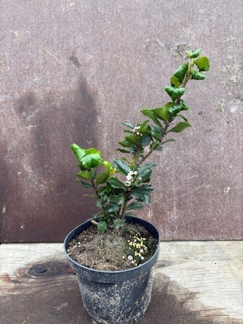 Ilex Blue Prince 25/30  Pot 1.5L, Tuin en Terras, Ophalen, Hulst, Struik, Minder dan 100 cm