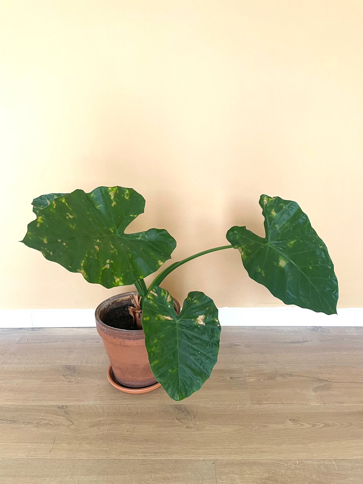 Kamerplant, Enlèvement