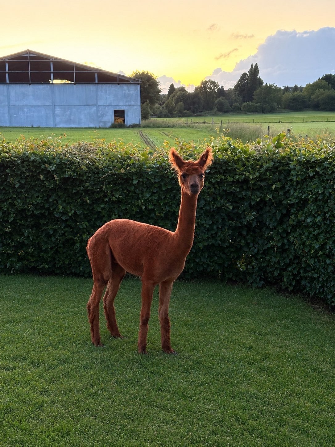 Mooie alpaca hengst te koop, Februari, Mannelijk