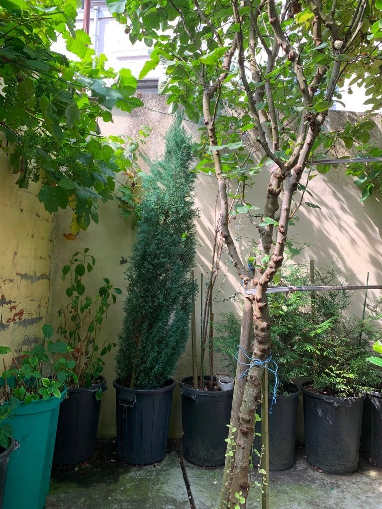 TQI Hagen met pot groot en klein Afhalen in Gent, Ophalen, Haag