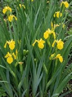 grosse touffe d'iris pseudacorus 5€ jeunes noyers 5€/p, Jardin & Terrasse, En pot, Moins de 100 cm, Autres espèces, Enlèvement