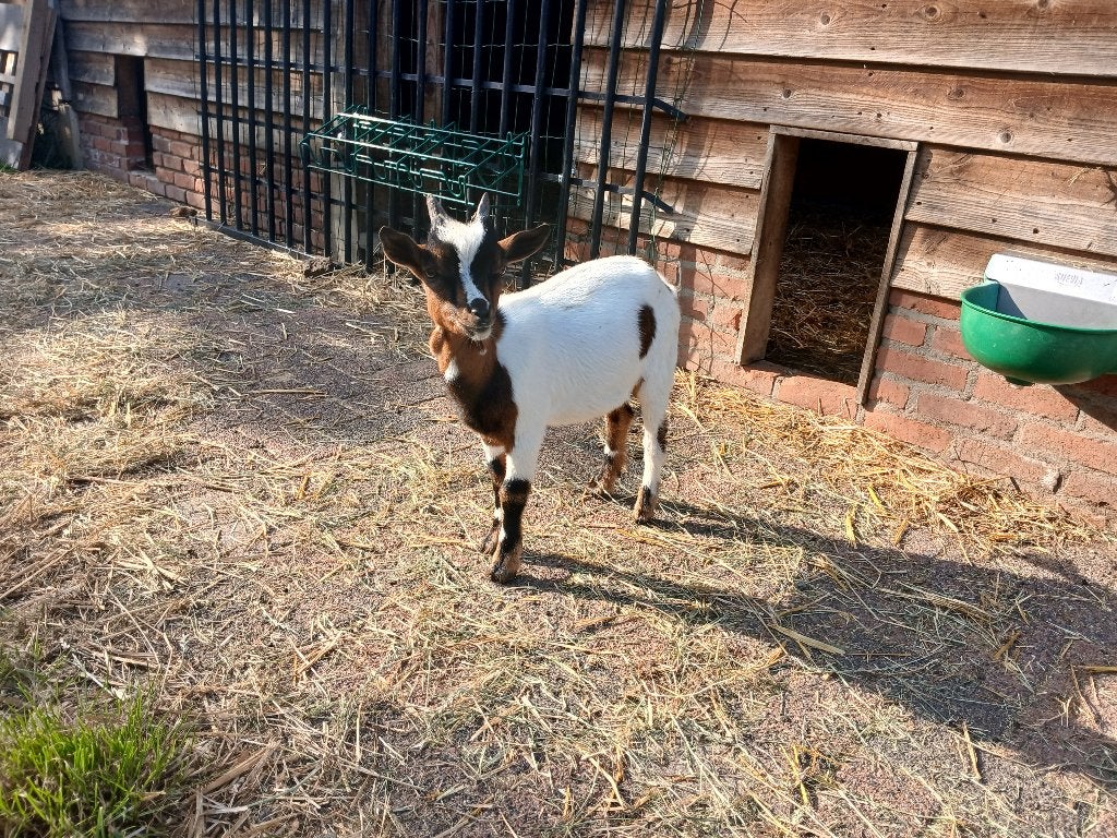 Dwerg geiten bokjes, Dieren en Toebehoren, Mannelijk, Geit, 0 tot 2 jaar