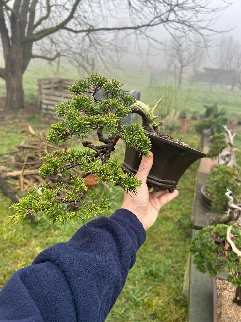 Bonsai itoigawa, Jardin & Terrasse, Enlèvement