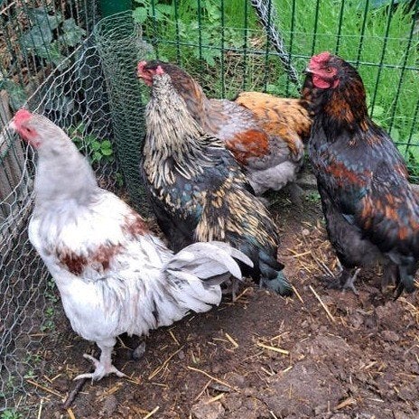 Jonge hanen, Dieren en Toebehoren