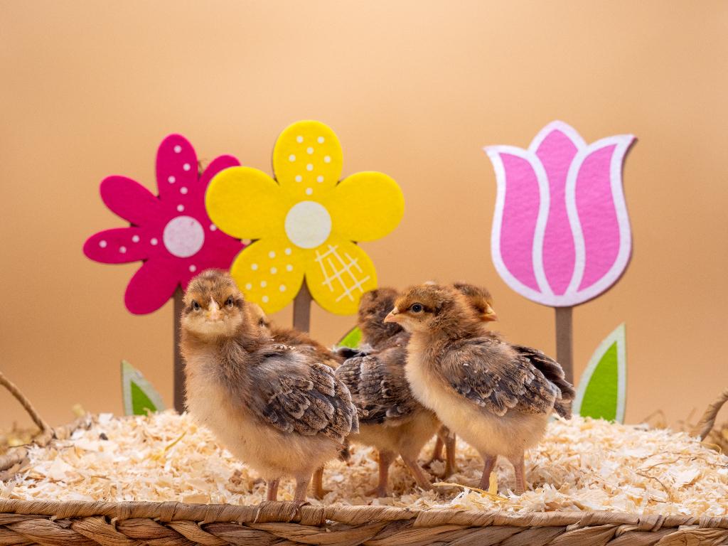 Jonge tamme Bielefelder kuikens gesekst & ingeënt, Animaux & Accessoires, Femelle, Poule ou poulet