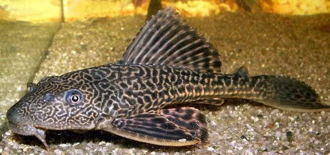 pleco gezocht, Dieren en Toebehoren, Vis, Zoetwatervis