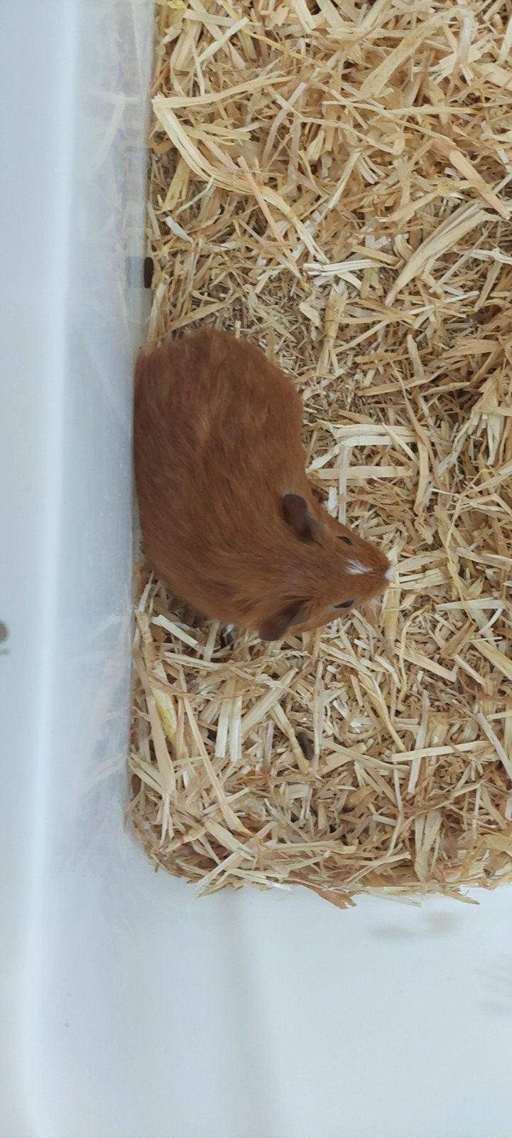 cavia beertjes, Dieren en Toebehoren, Juli, Mannelijk, Cavia
